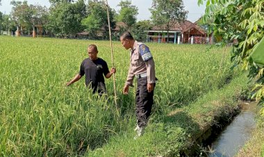 Kapolsek-Tarik-Dukung-Ketahanan-Pangan-Lewat-Pengecekan-Tanaman-Padi-di-Mergobener